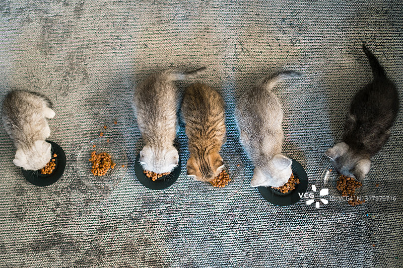 英国短毛猫幼猫正在吃食物图片素材