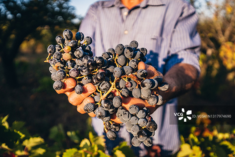 男人手中的黑葡萄图片素材