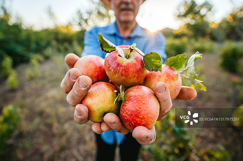 老年男人采摘苹果图片素材
