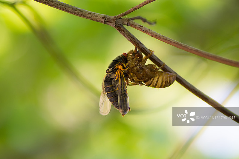 蝉面包X图片素材