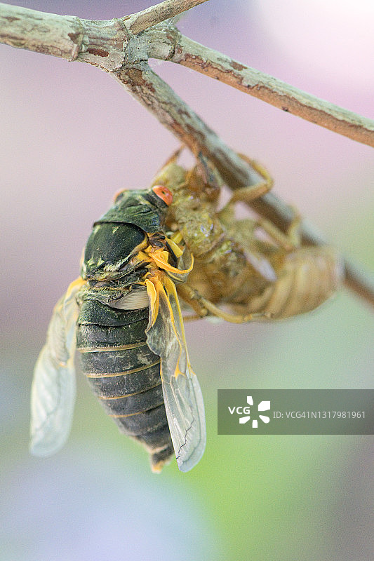蝉的幼虫图片素材