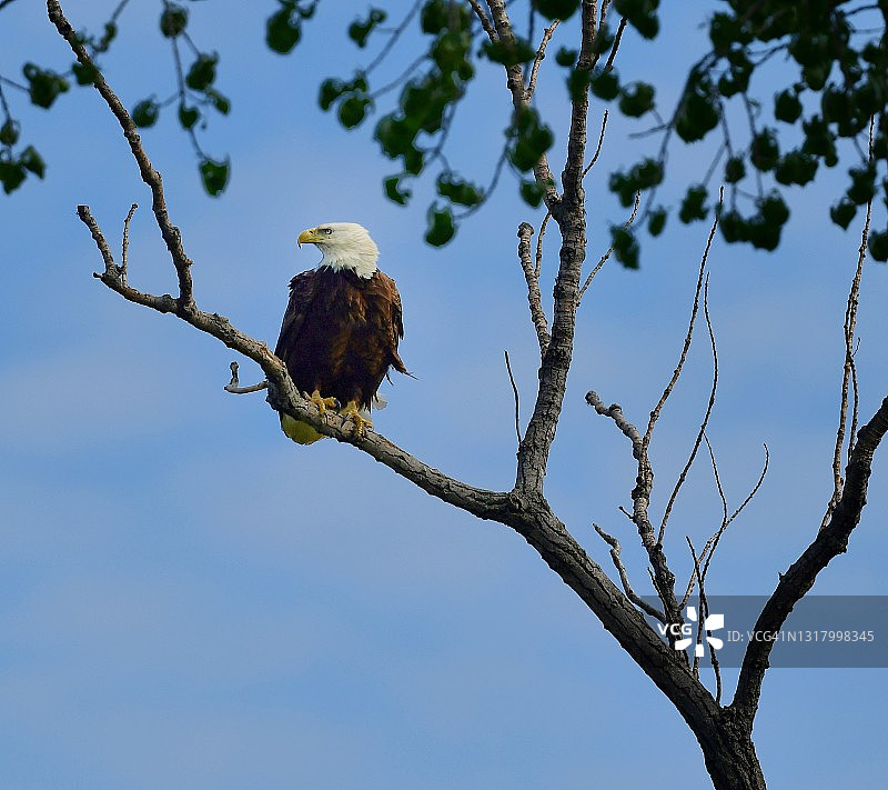 白头海雕的栖息处图片素材