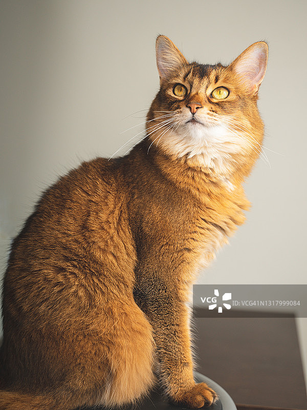 索马里猫肖像图片素材