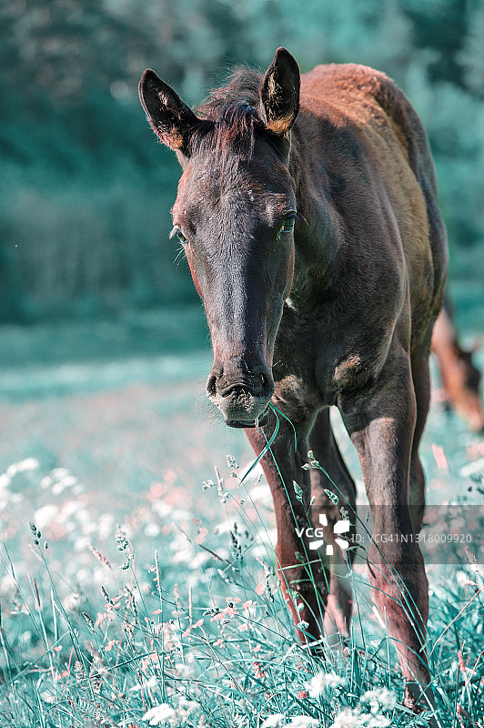 在牧场上自由行走的幼驹人像，夏季图片素材