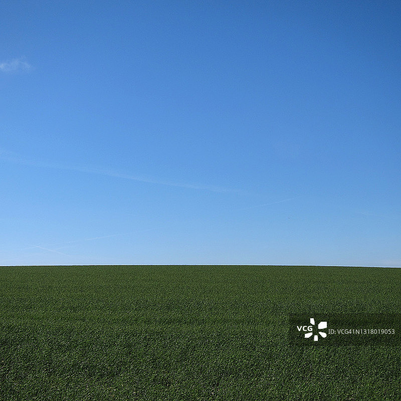 蓝天下长长的绿草图片素材
