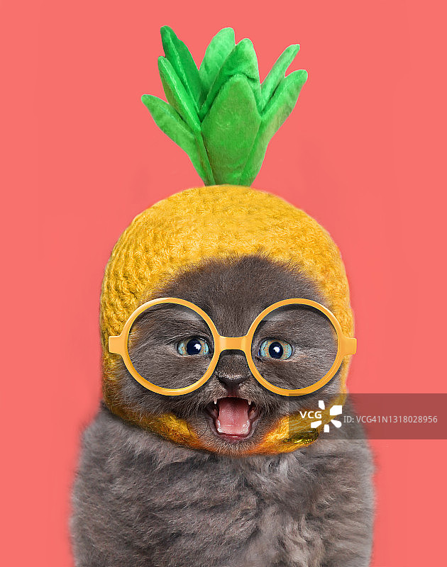 有趣的猫咪图片素材