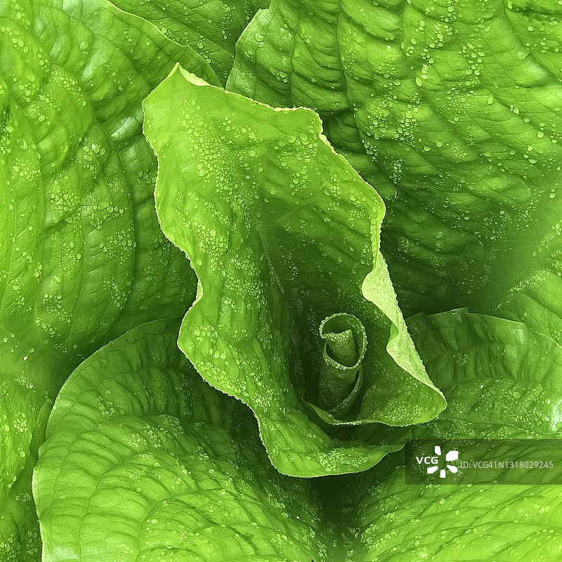 俄勒冈臭菘叶图片素材