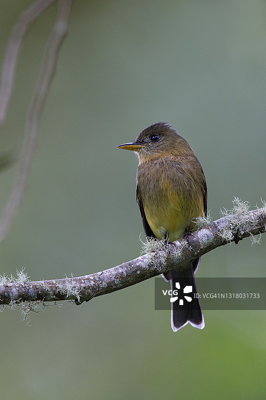 赭色皮威雀图片素材
