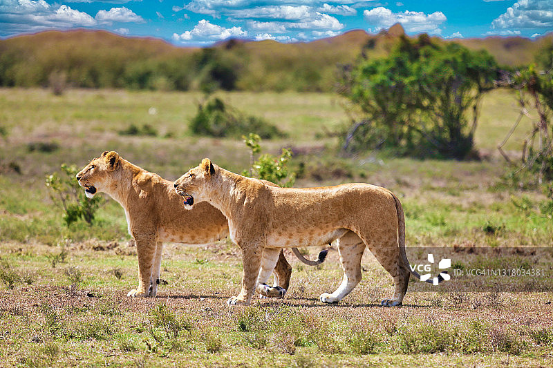 非洲漫步的狮子图片素材