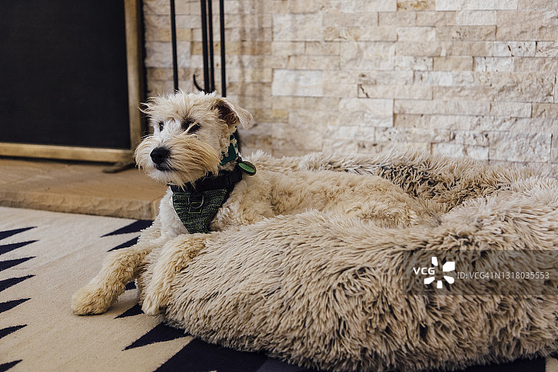 狗狗坐在家里的宠物床上图片素材