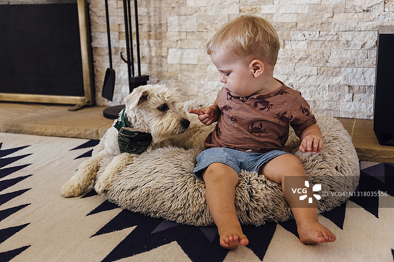 和狗狗一起坐在宠物床上的幼儿男孩图片素材