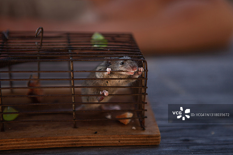 笼子里向外看的老鼠图片素材