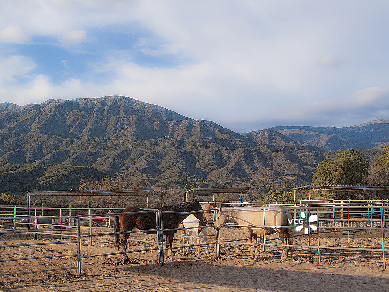 加州奥海，三匹马在畜栏中，背景是托帕托帕山脉图片素材