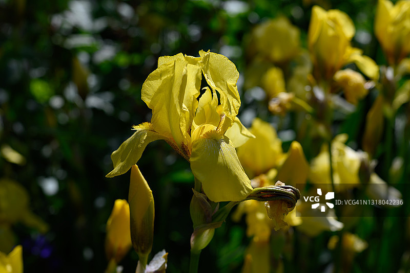 黄色须苞鸢尾花图片素材