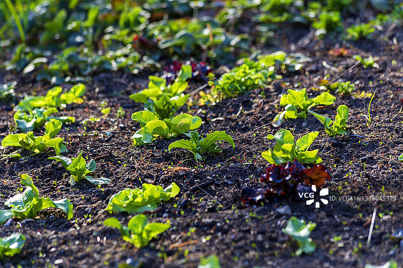 早春时节菜园中生长的生菜图片素材