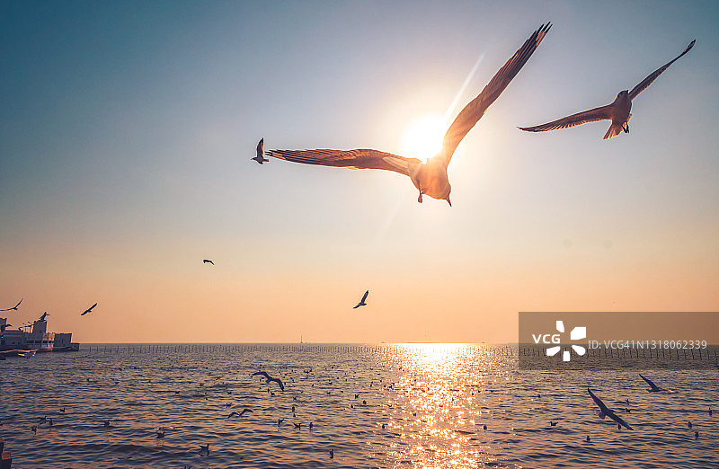日落时分，海鸥飞越海面图片素材