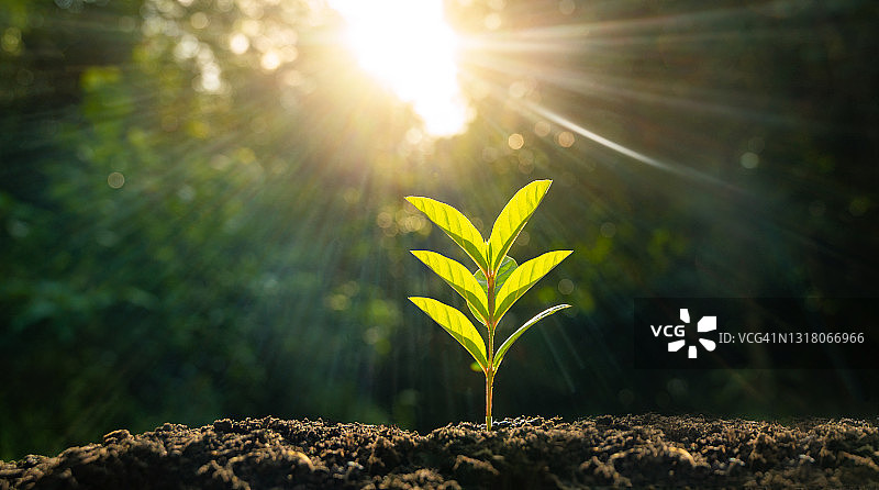 在晨光下种植幼苗图片素材