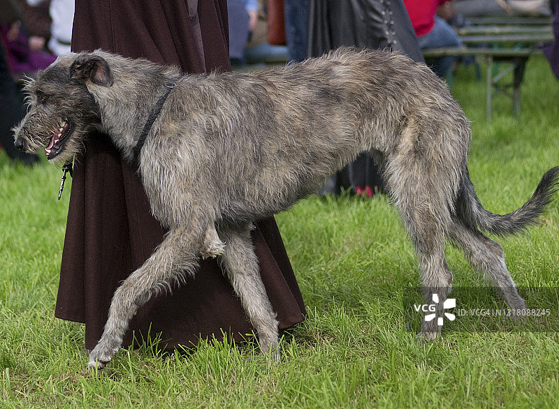 爱尔兰猎狼犬图片素材