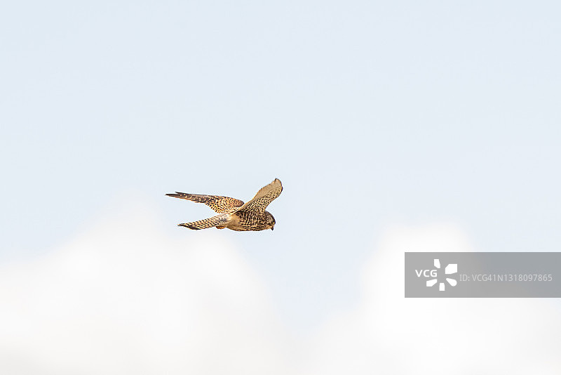 红隼悬停于蓝天白云中捕猎特写图片素材