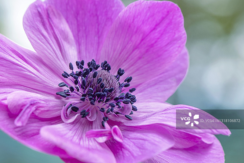 鲜艳的粉色卡昂银莲花特写图片素材
