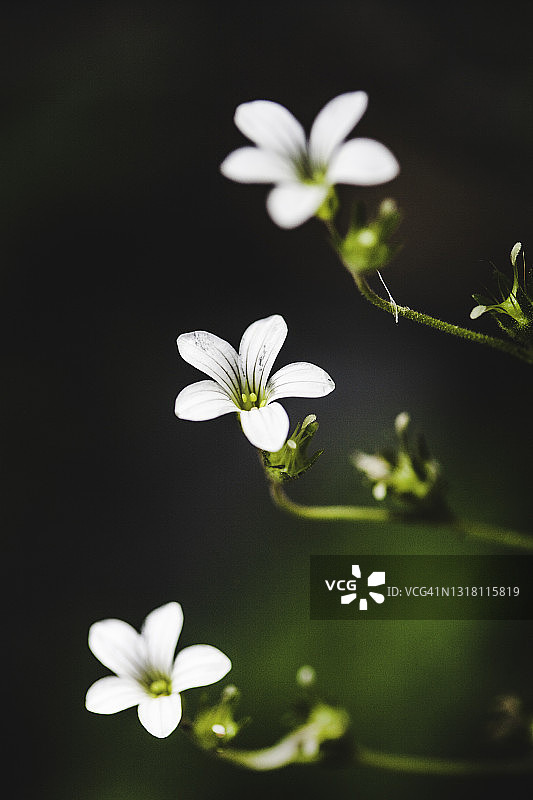虎耳草细节图片素材