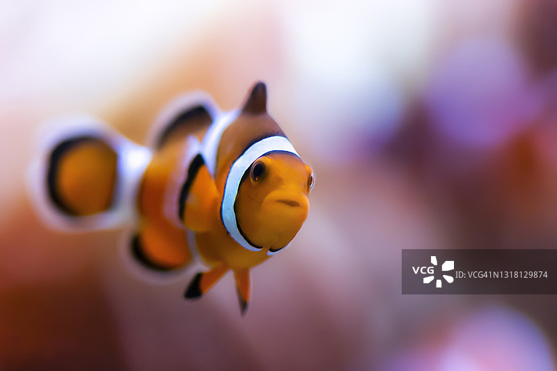 小丑鱼，俗称尼莫图片素材