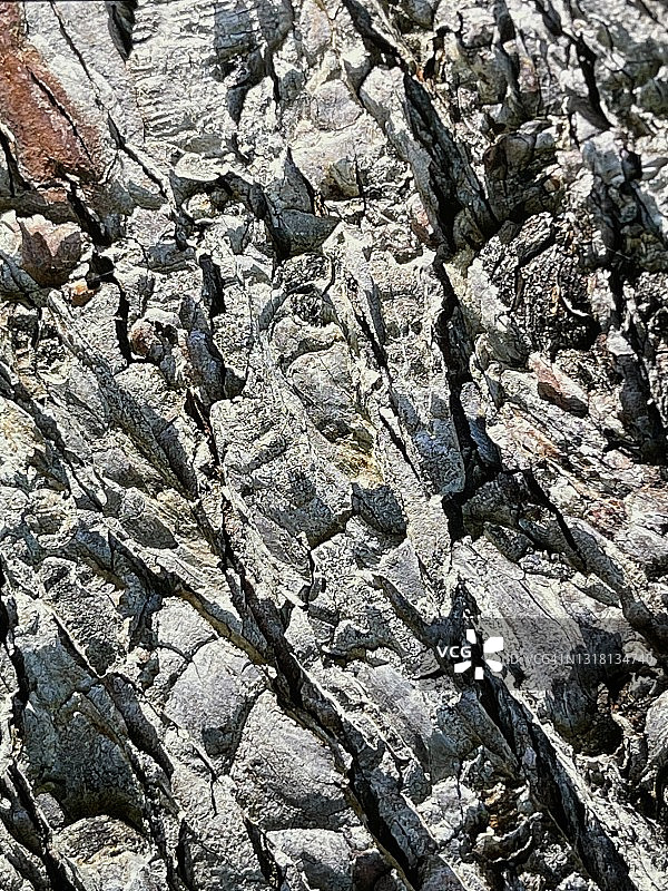 树皮特写图片素材