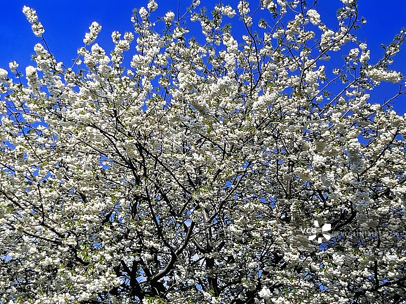 盛开的白色樱花树图片素材