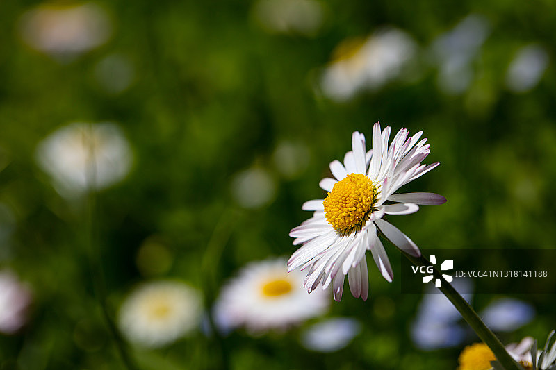 雏菊花朵图片素材