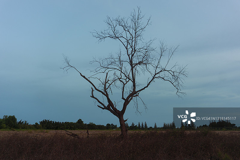 蓝色调的枯树图片素材