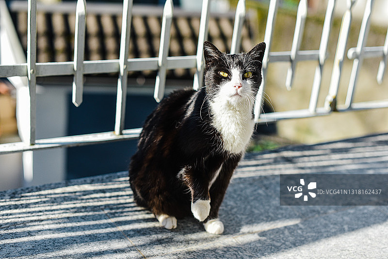 黑白猫看着镜头图片素材