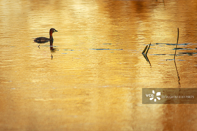 日落时分在沼泽中游泳的小䴙䴘图片素材