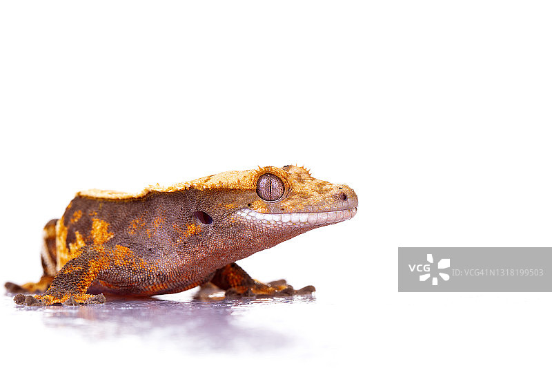 在白色背景下 изолированный的睫角守宫图片素材