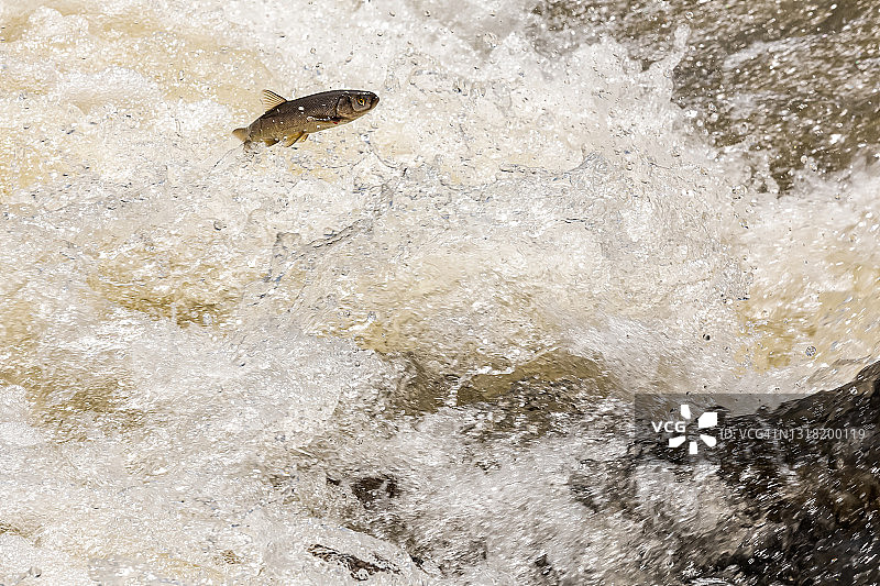 凡湖的珍珠鲻鱼迁徙运动图片素材
