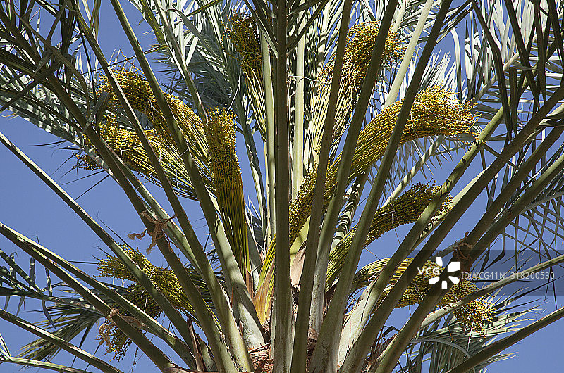 棕榈树特写：用绳子捆绑的枣椰果穗，防止鸟类破坏图片素材