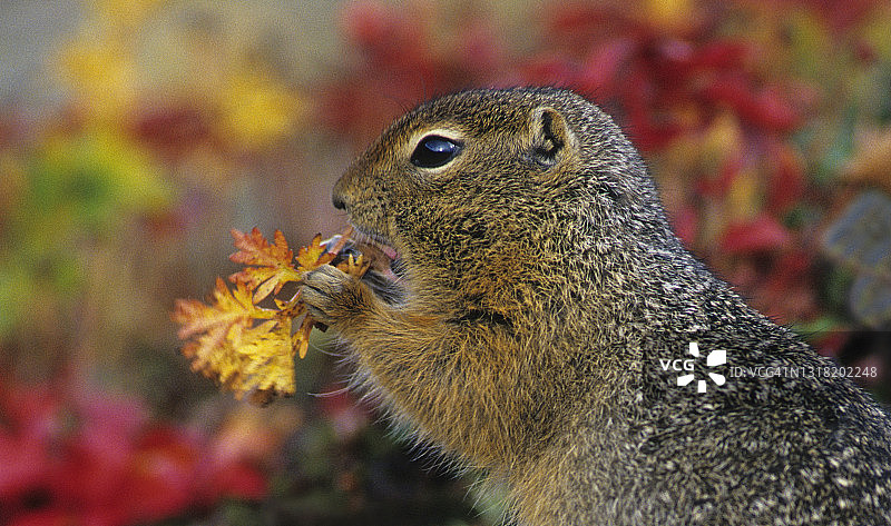 北极地松鼠，苔原，秋季，德纳里国家公园保护区，阿拉斯加图片素材
