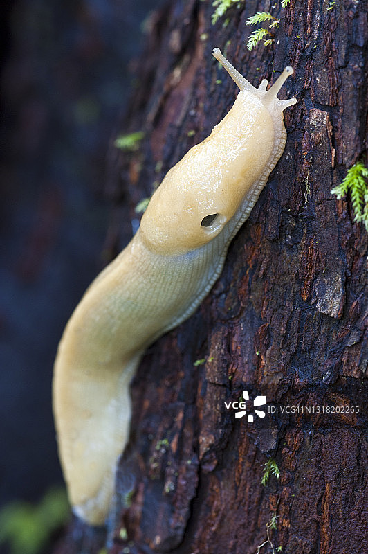 太平洋香蕉蛞蝓，奥林匹克国家公园，华盛顿图片素材