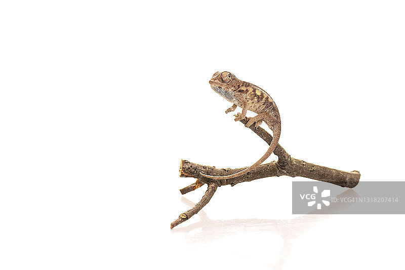 避役（Furcifer pardalis）幼崽的棚拍，白色背景图片素材