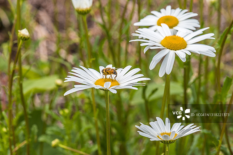 蜜蜂采集玛格丽特雏菊花蜜，日本奈良图片素材