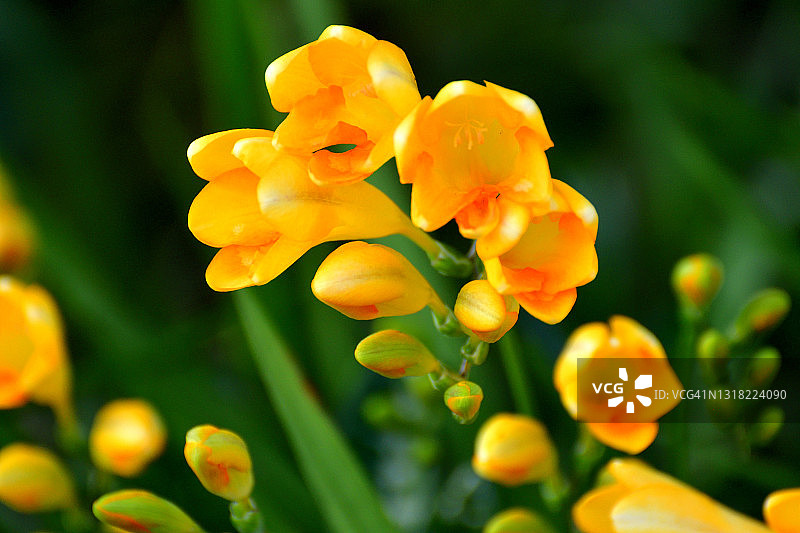 小苍兰花图片素材