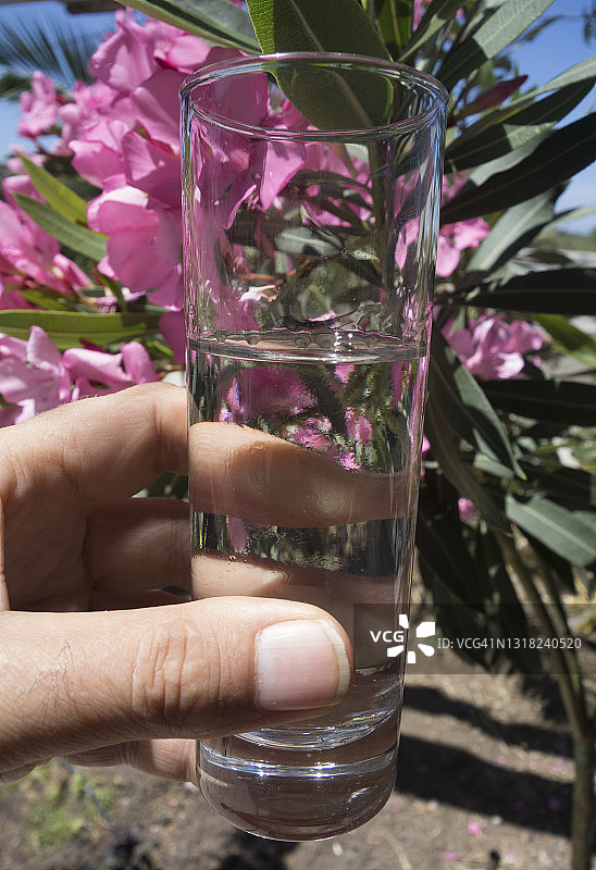 手持自制苏玛酒杯的人——希腊村庄用葡萄酿造的烈酒图片素材