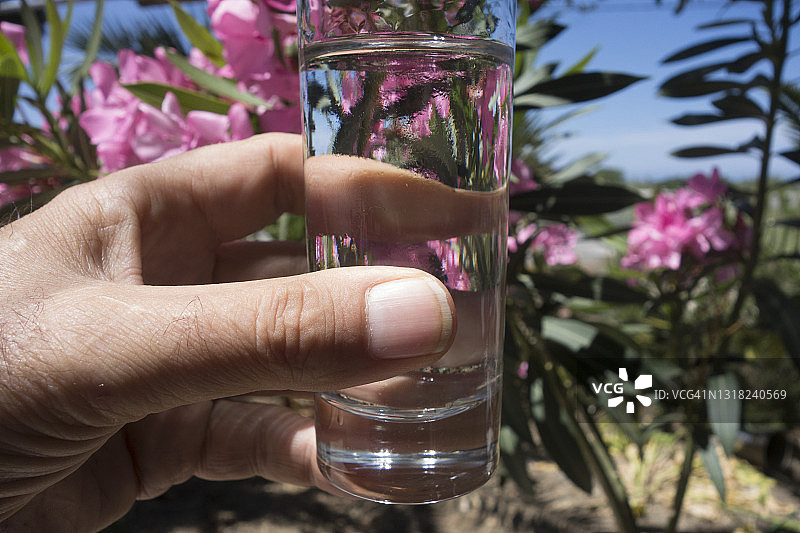 手持自制苏玛酒杯的人——希腊村庄用葡萄酿造的烈酒图片素材