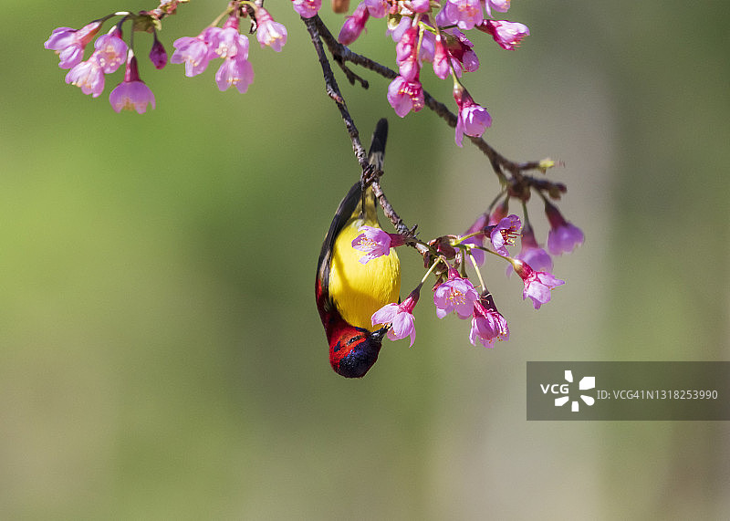 春天里的大叻太阳鸟与樱花图片素材