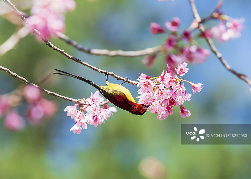 春天里的大叻太阳鸟与樱花图片素材