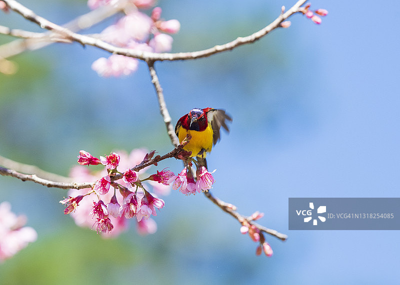 春天里的大叻太阳鸟与樱花图片素材