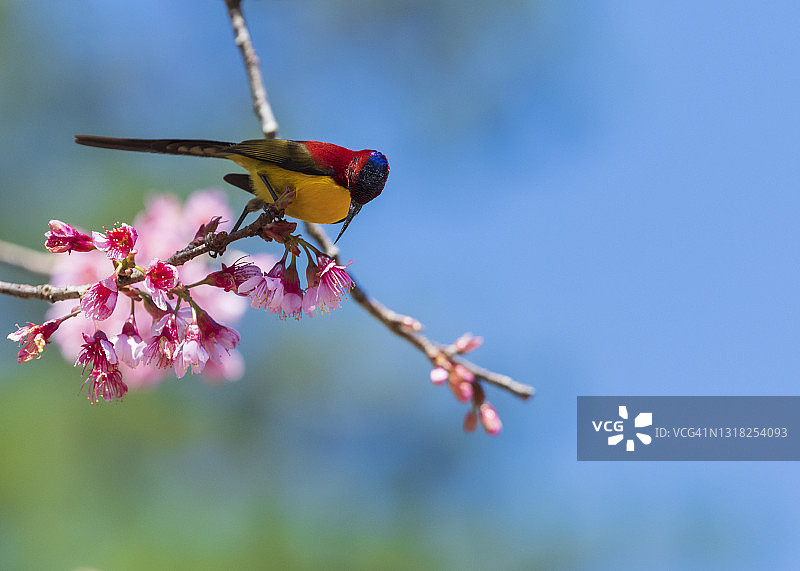春天里的大叻太阳鸟与樱花图片素材