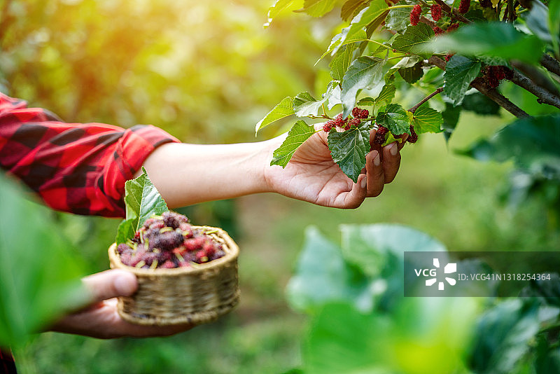 农业或农民在田间收获桑葚果实特写，新鲜桑葚图片素材