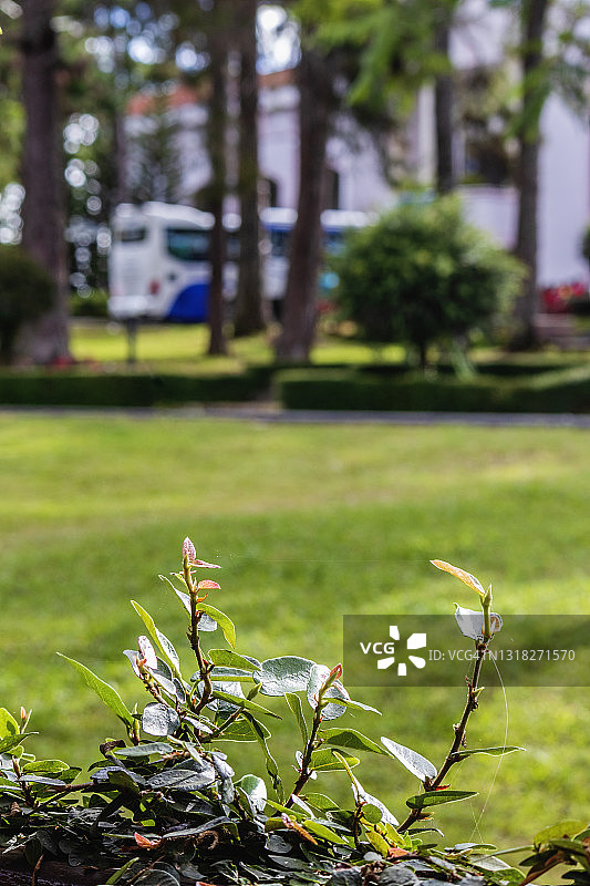 creeping fig图片素材