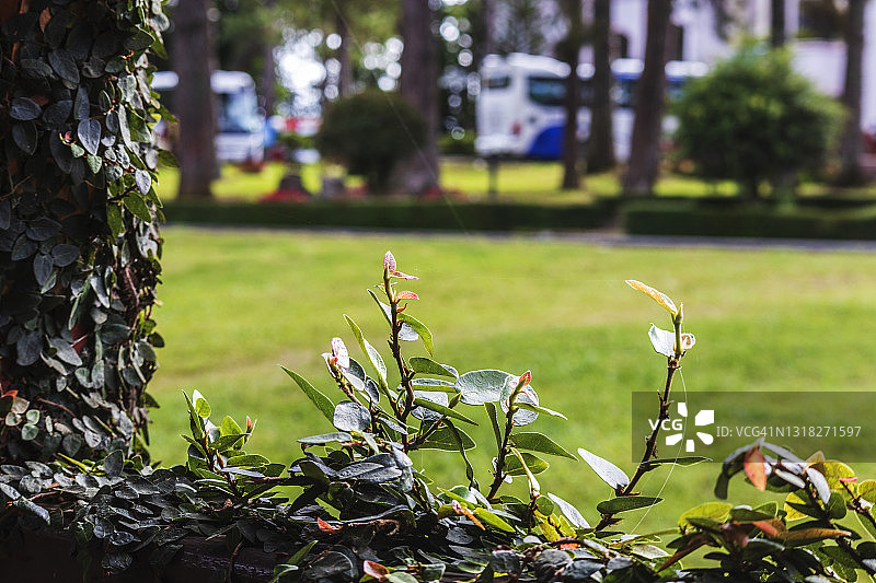 creeping fig图片素材