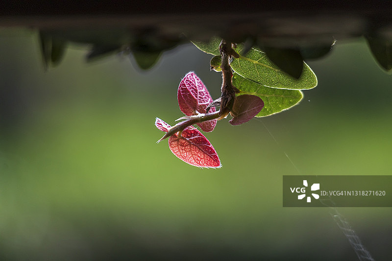 creeping fig图片素材